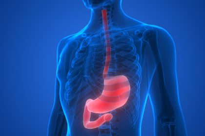 Human Body Organs (Stomach Anatomy)