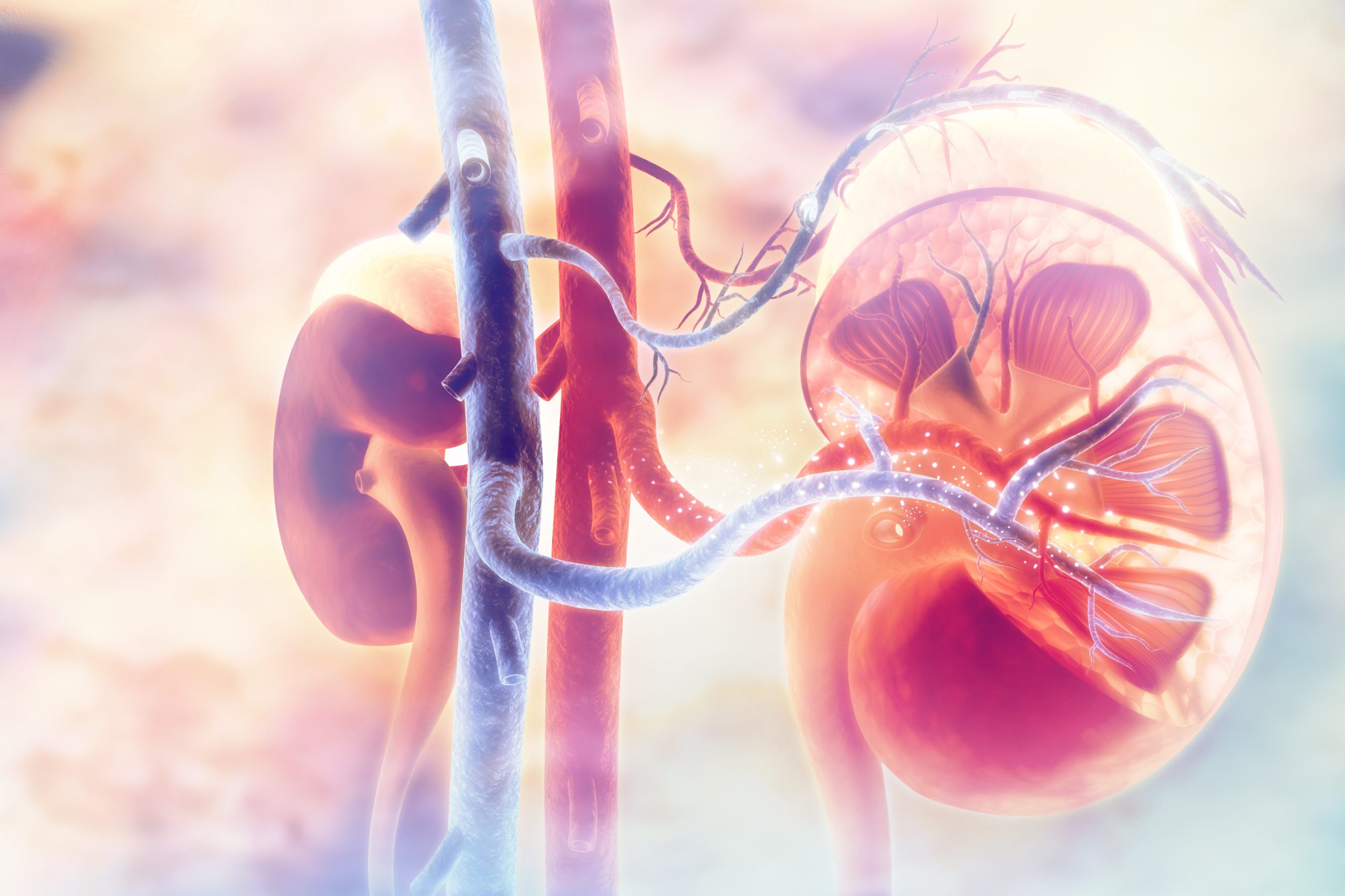 Kidneys_Dietitians On Demand