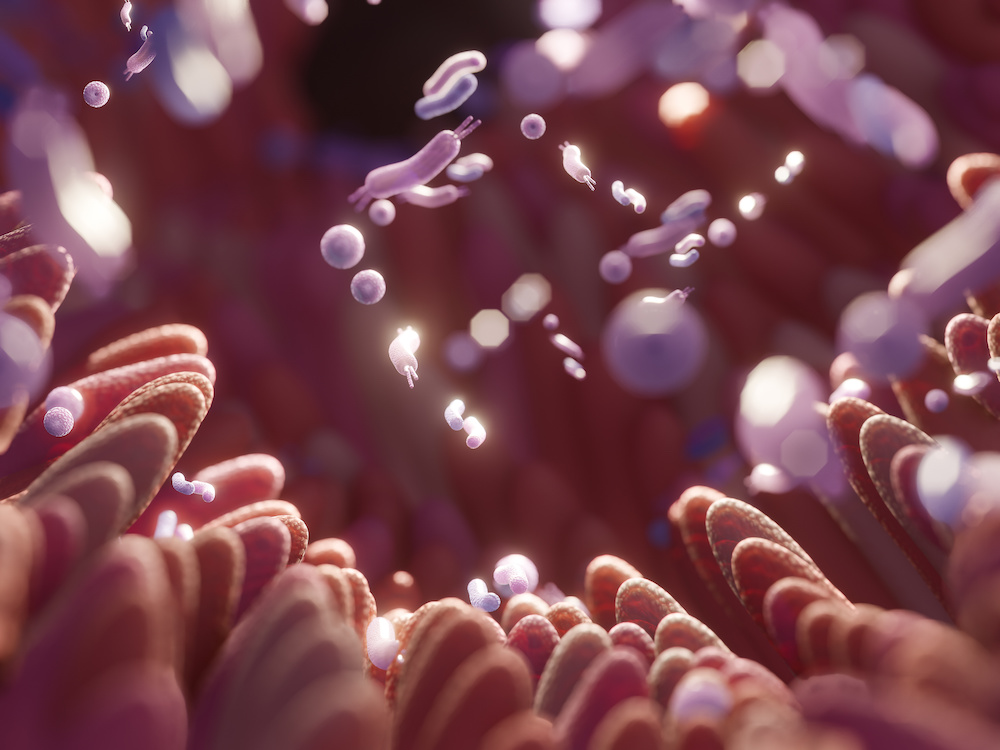close-up shot of the intestines